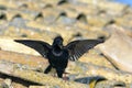 Spotless starling perched on a roof