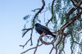 Spotless Starling perched on a tree branch - Bird Photography Royalty Free Stock Photo