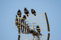 Spotless starling Sturnus unicolor perched on a television antenna Royalty Free Stock Photo