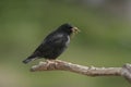 Spotless starling, Sturnus unicolor Royalty Free Stock Photo