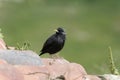 Spotless starling, Sturnus unicolor Royalty Free Stock Photo