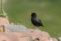 Spotless starling, Sturnus unicolor Royalty Free Stock Photo