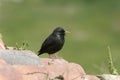 Spotless starling, Sturnus unicolor Royalty Free Stock Photo