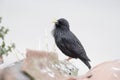 Spotless starling, Sturnus unicolor Royalty Free Stock Photo