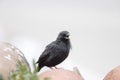 Spotless starling, Sturnus unicolor Royalty Free Stock Photo