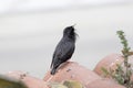 Spotless starling, Sturnus unicolor Royalty Free Stock Photo