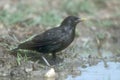 Spotless starling, Sturnus unicolor, Royalty Free Stock Photo