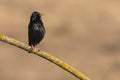 Spotless Starling - Unicolor Sturnus perched Royalty Free Stock Photo