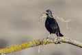 Spotless Starling - Unicolor Sturnus perched on a branch with branches Royalty Free Stock Photo