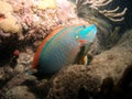 Spotlight Parrotfish Royalty Free Stock Photo