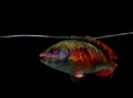 Spotlight parrotfish on black background Royalty Free Stock Photo
