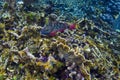 Spotlight parrotfish in initial phase Royalty Free Stock Photo