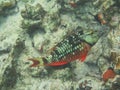 Spotlight parrotfish Sparisoma viride initial phase Royalty Free Stock Photo