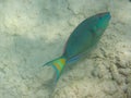 Spotlight parrotfish Sparisoma viride terminal phase Royalty Free Stock Photo