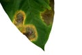 Spots on Anthurium leaf close up, white background