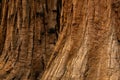 Spots of Burn Marks And Texture On Sequoia Tree Bases Royalty Free Stock Photo