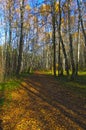 Spots of light and shadow on a leaf-strewn forest path