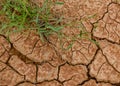 Spots from raindrops that fell on the grass and the ground cracked from the heat Royalty Free Stock Photo