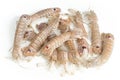 Spottail mantis shrimp Squilla mantis on white background