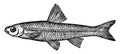 Spottail Minnow or Shiner, vintage illustration