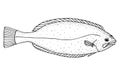 Spottail spiny turbot. Hand drawn realistic black line illustration.