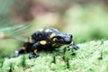 Spotted adult fire salamander on green moss