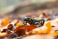 Spotted adult fire salamander in orange leaves