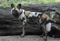 Spotted african hunting dog standing infront of a fallen tree Royalty Free Stock Photo