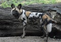 Spotted african hunting dog standing infront of a fallen tree