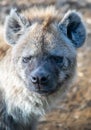 Closeup portrait of a furry spotted hyena