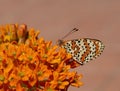 Spotted aka Red band fritillary butterfly, Melitaea didyma, just emerged from chrysalis. Profile, on Asclepias, milkweed