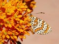 Spotted aka Red band fritillary butterfly, Melitaea didyma, just emerged from chrysalis. Profile, on Asclepias, milkweed