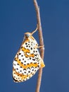 Spotted aka Red band fritillary butterfly, Melitaea didyma, just emerged from chrysalis. Waiting for wings to dry. Blue