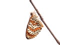 Spotted aka Red band fritillary butterfly, Melitaea didyma, just emerged from chrysalis. Waiting for wings to dry Royalty Free Stock Photo