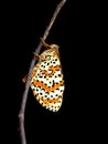 Spotted aka Red band fritillary butterfly, Melitaea didyma, just emerged from chrysalis. Waiting for wings to dry