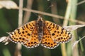 Spotted aka Red-band Fritillary. Melitaea didyma butterfly.