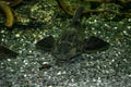 The spotted armored catfish Pterygoplichthys gibbiceps lies on the stone bottom of the aquarium. Exotic tropical fish from South