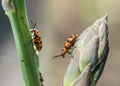 Spotted asparagus beetle on the asparagus sprout top