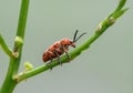 Spotted asparagus beetle on the asparagus sprout top. The main pest of asparagus crop Royalty Free Stock Photo