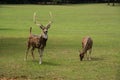 Spotted Axis buck deer and doe walking through grassy meadow Royalty Free Stock Photo