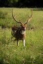 Spotted Axis buck deer walking through grassy meadow Royalty Free Stock Photo