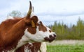 Spotted Ayrshire cow with red-and-white horns. close-up and space for text