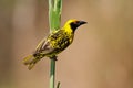Spotted-backed Weaver