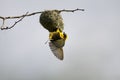 Spotted backed weaver