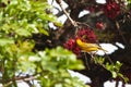 Spotted-backed weaver