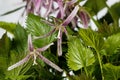 Spotted bellflower, Campanula punctata