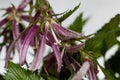 Spotted bellflower, Campanula punctata