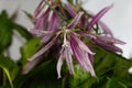 Spotted bellflower, Campanula punctata