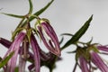 Spotted bellflower, Campanula punctata