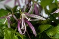 Spotted bellflower, Campanula punctata